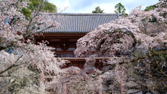 DSCF7003 醍醐寺