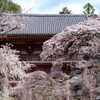 DSCF7003 醍醐寺