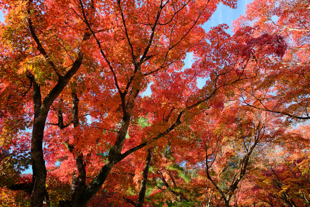 天龍寺　参拝コース