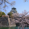 DSCF7452大阪城と桜
