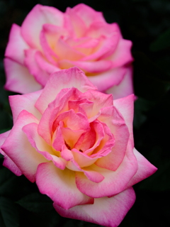 DSCF0138