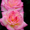 DSCF0138