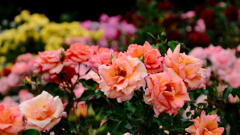 DSCF0107