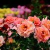 DSCF0107