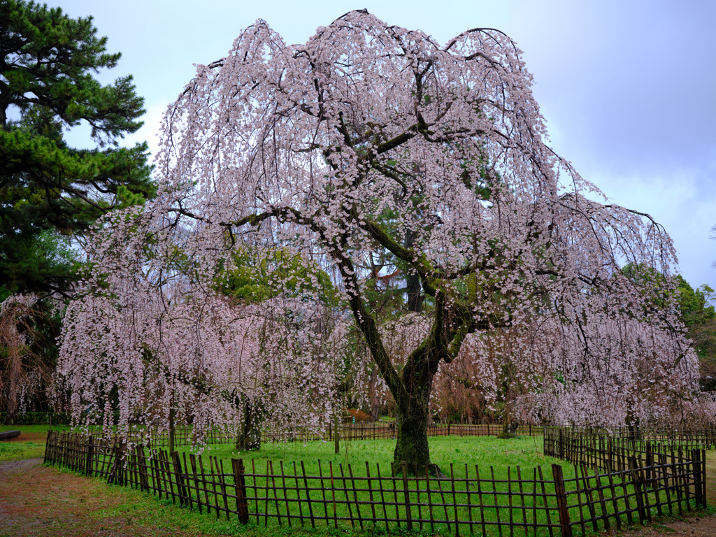 京都御苑　枝垂桜