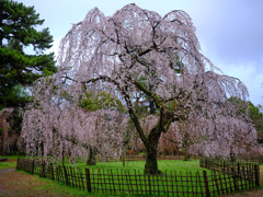 京都御苑　枝垂桜