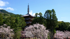 DSCF7057 醍醐寺五重塔