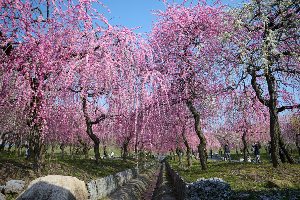 いなべ市農業公園　梅林公園