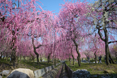 いなべ市農業公園　梅林公園