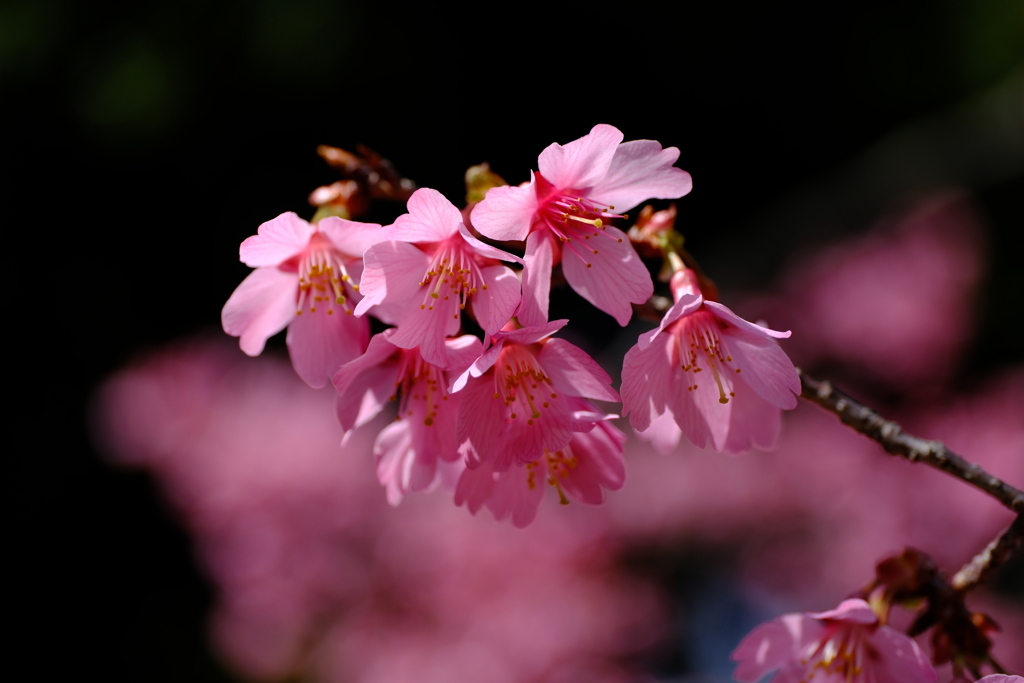 DSCF6098