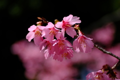 DSCF6098