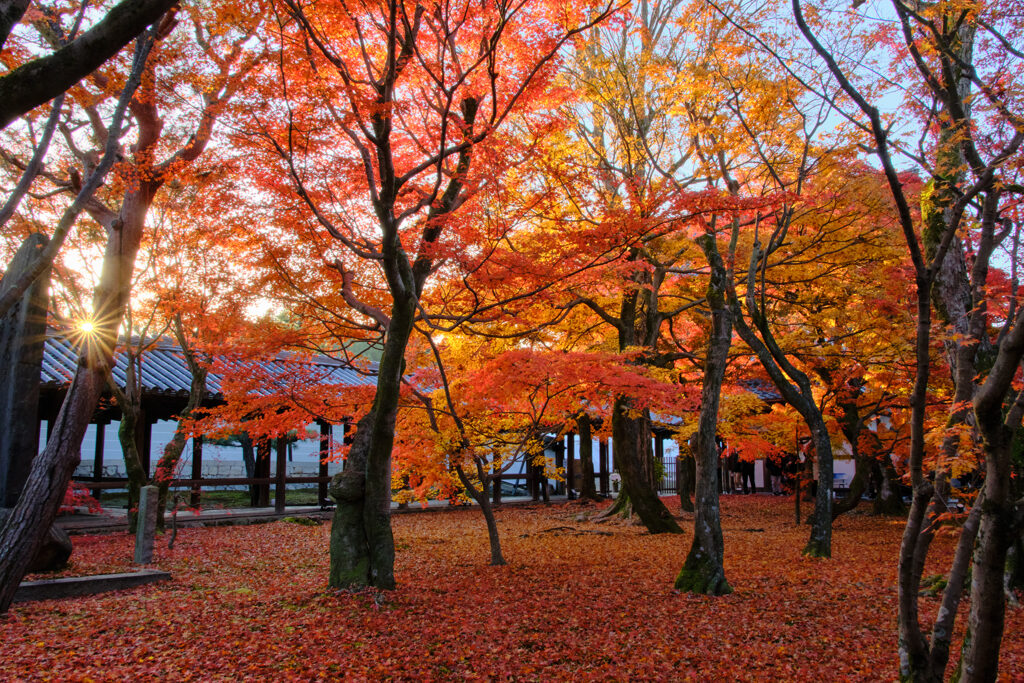 DSCF0034通天橋前早朝拝観