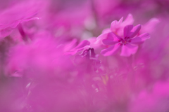 芝桜