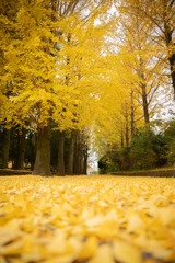 公園の銀杏並木