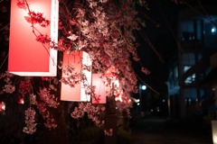 夜の桜まつり