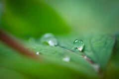 雨上がり