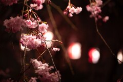 川べりの夜桜