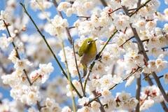 今年初のウメジロー