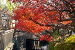 川のもみじ
