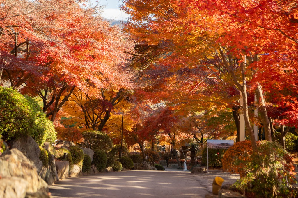 もみじ道
