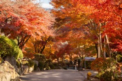 もみじ道