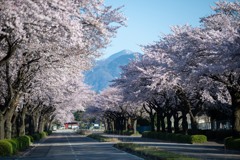 工業団地の桜並木