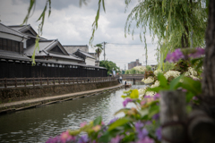 蔵の街の紫陽花