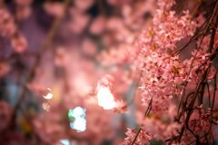 夜桜