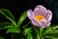 庭の芍薬