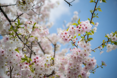 桜の種類？