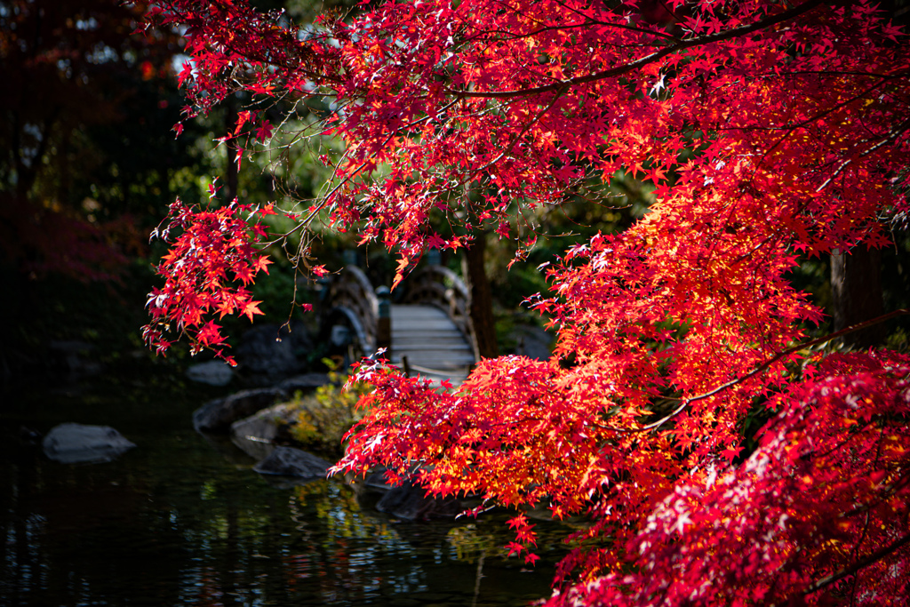 公園のもみじ