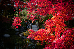 公園のもみじ