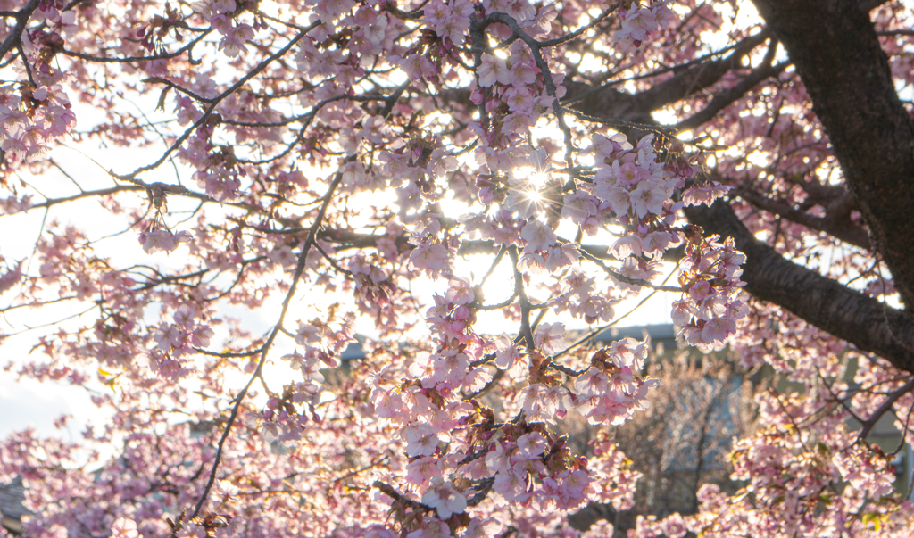 河津桜