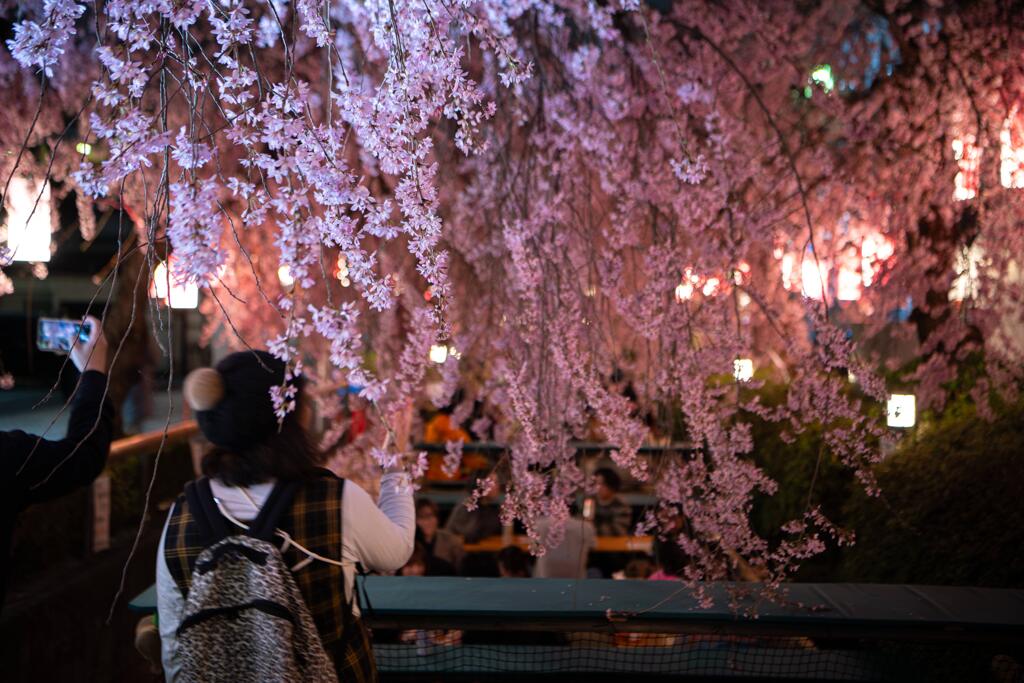 川下からの花見