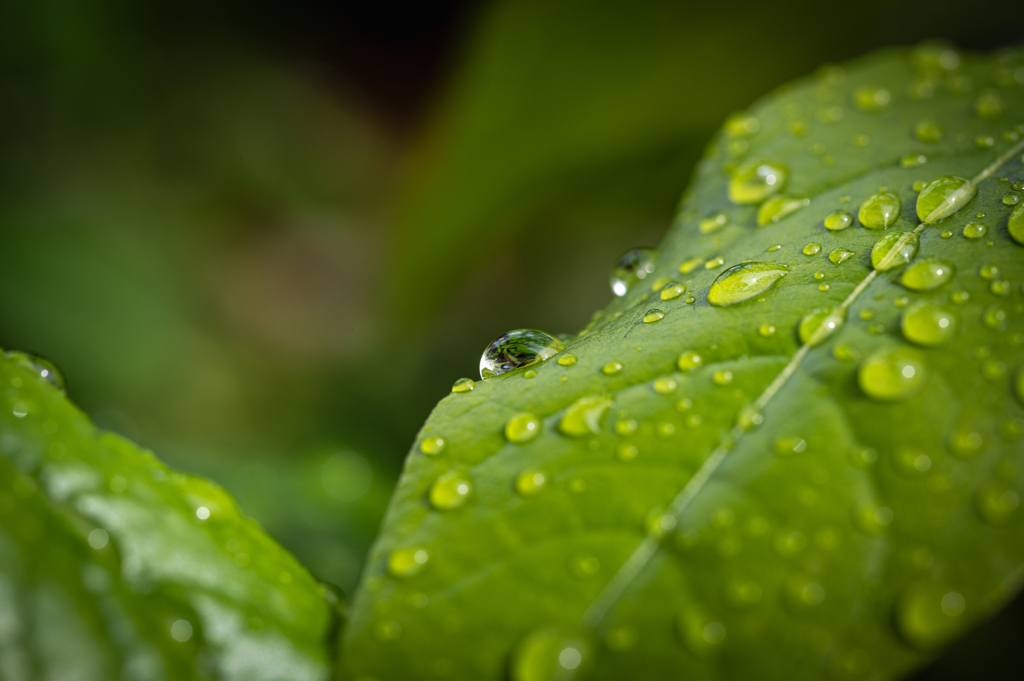 雨上がり