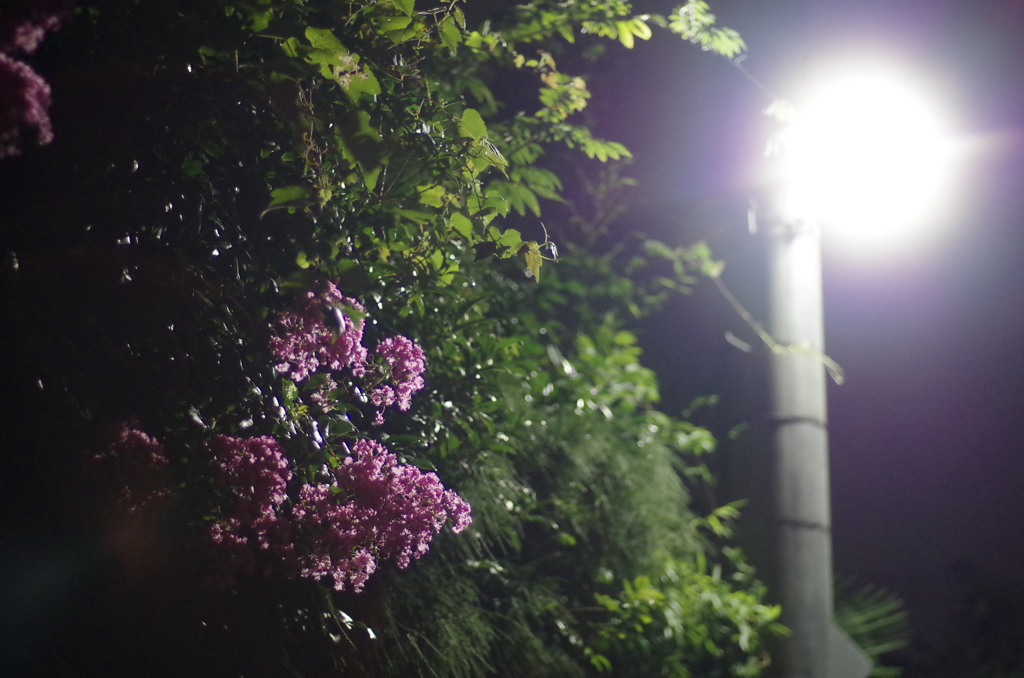 雨上がりの夜