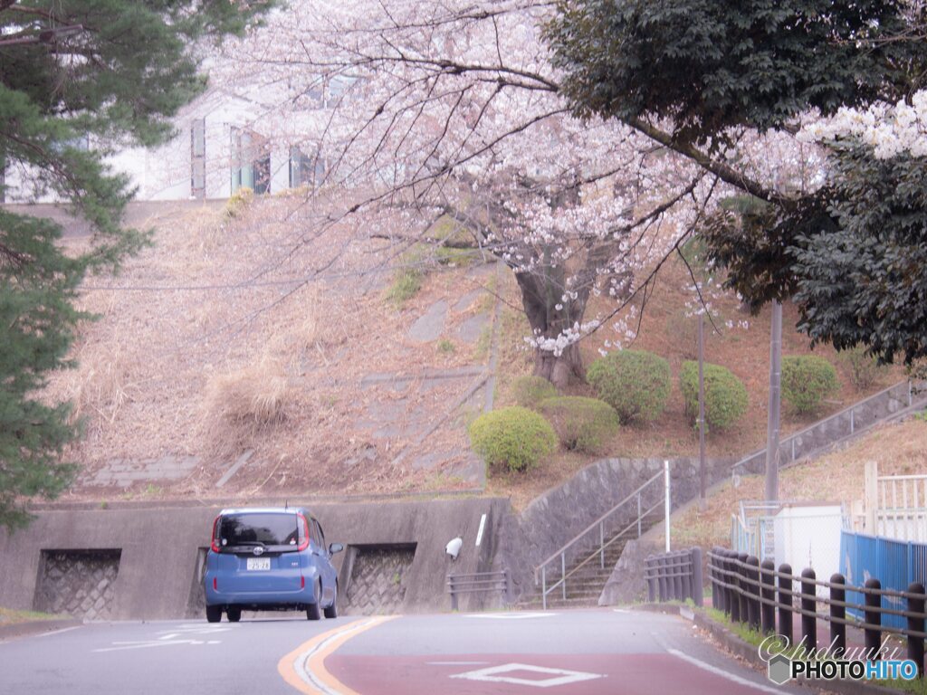 聖蹟桜ヶ丘の桜