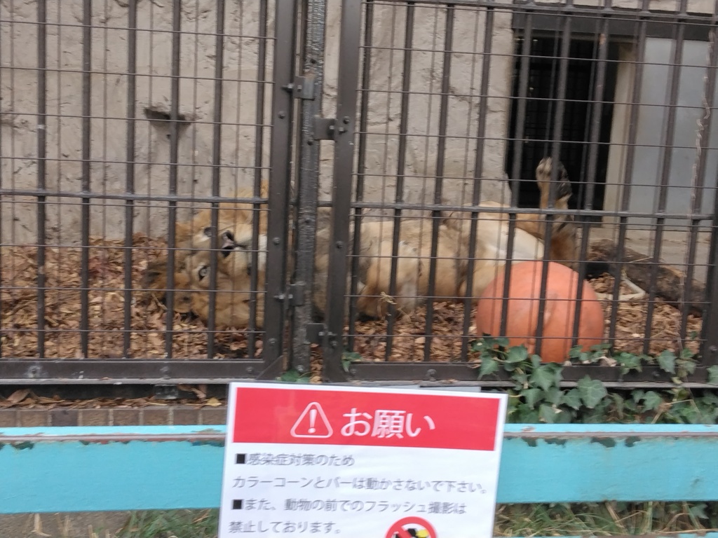 ごろーにゃん