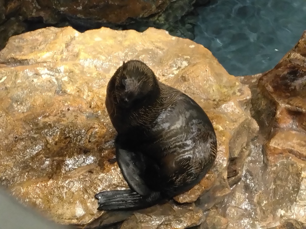 サブレ