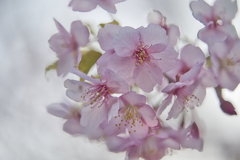 寒桜８