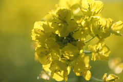 菜の花２