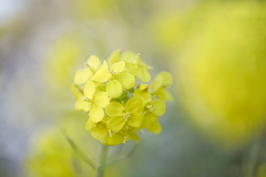 菜の花３