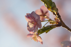 寒桜７
