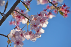 寒桜