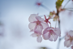 寒桜１０