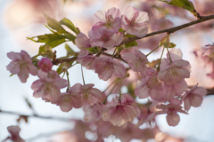 寒桜３