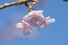 寒桜５