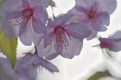 寒桜２