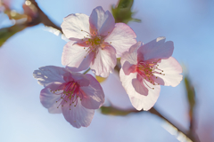 寒桜６