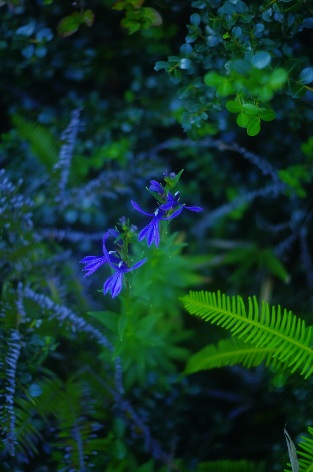 綺麗な花には毒がある